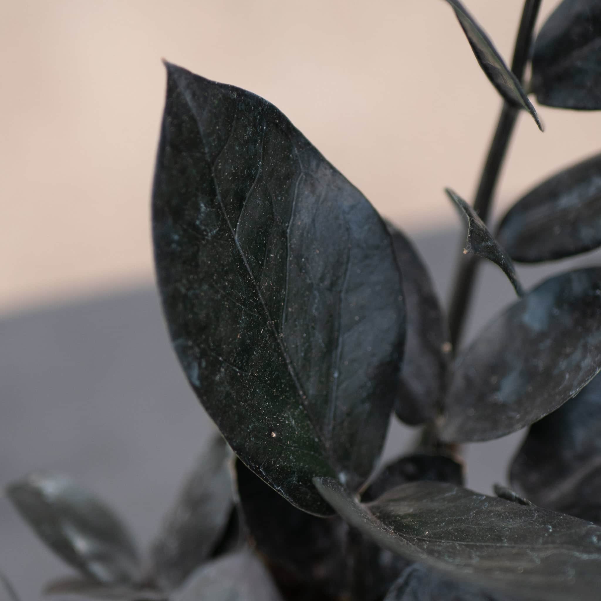 Zamioculcas zamiifolia 'Black Queen' - Gabriella Plants