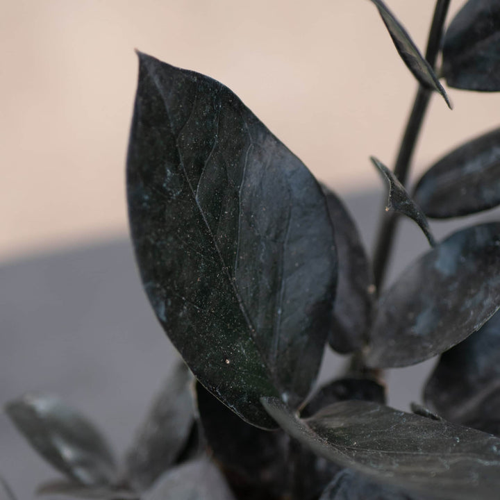 Gabriella Plants Indoor & Outdoor Plants 4" Zamioculcas zamiifolia 'Black Queen'