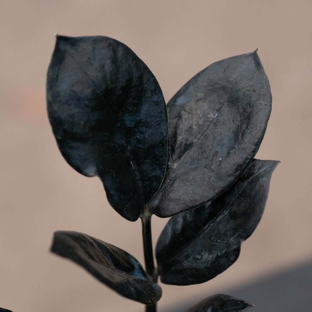 Gabriella Plants Indoor & Outdoor Plants 4" Zamioculcas zamiifolia 'Black Queen'