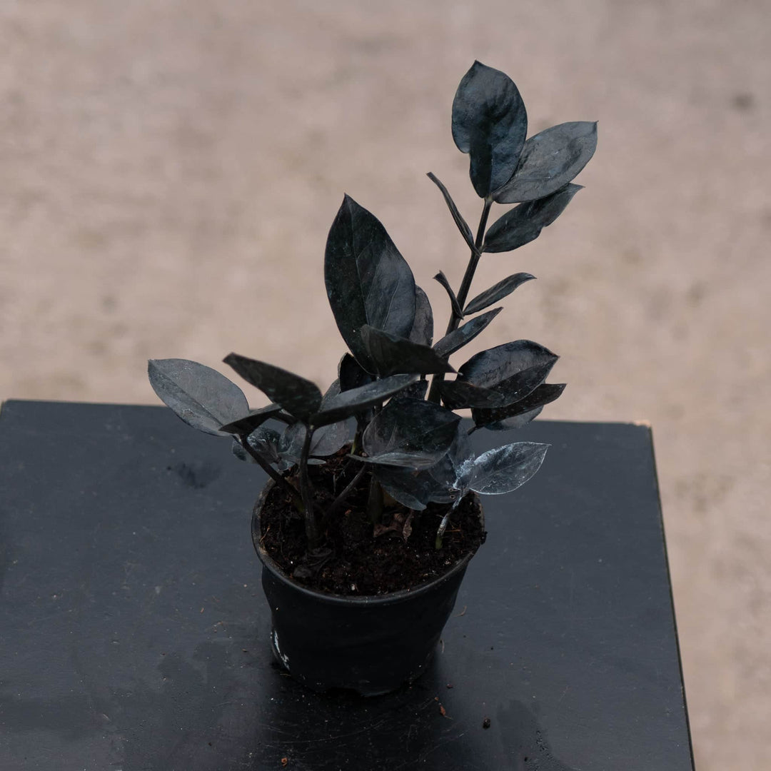 Gabriella Plants Indoor & Outdoor Plants 4" Zamioculcas zamiifolia 'Black Queen'