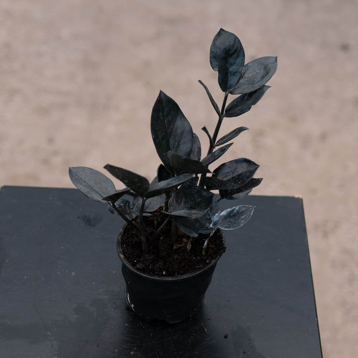 Gabriella Plants Indoor & Outdoor Plants 4" Zamioculcas zamiifolia 'Black Queen'