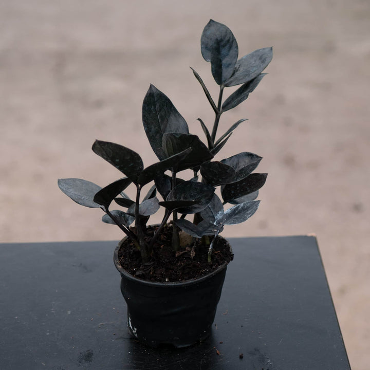 Gabriella Plants Indoor & Outdoor Plants 4" Zamioculcas zamiifolia 'Black Queen'
