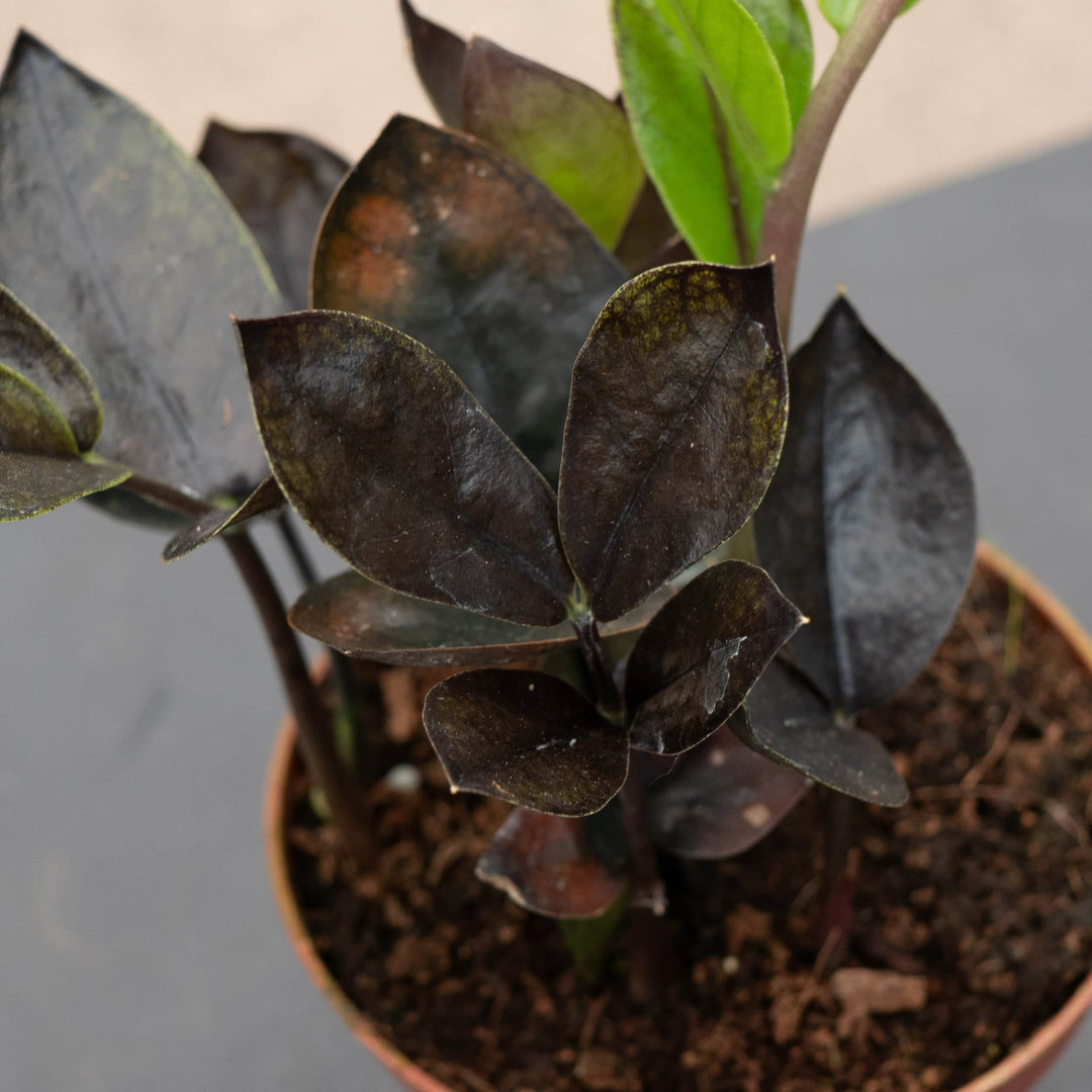 Gabriella Plants Indoor & Outdoor Plants 4" Zamioculcas zamiifolia 'Black Queen'