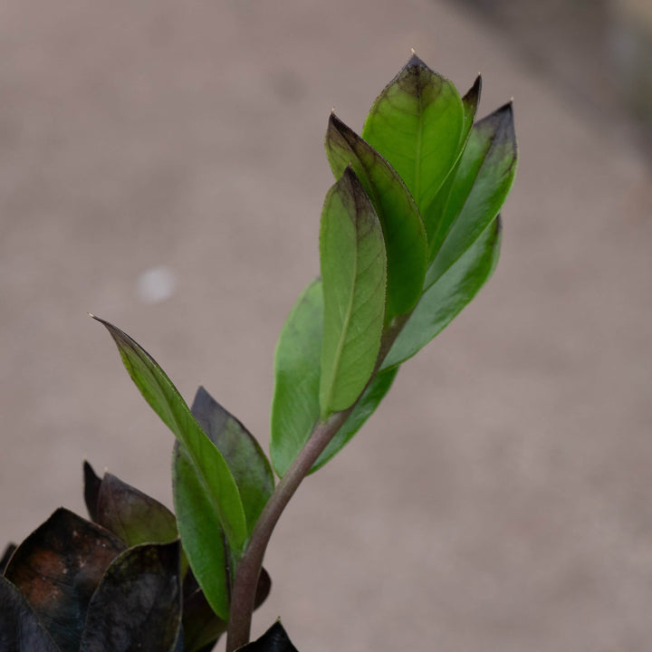 Gabriella Plants Indoor & Outdoor Plants 4" Zamioculcas zamiifolia 'Black Queen'