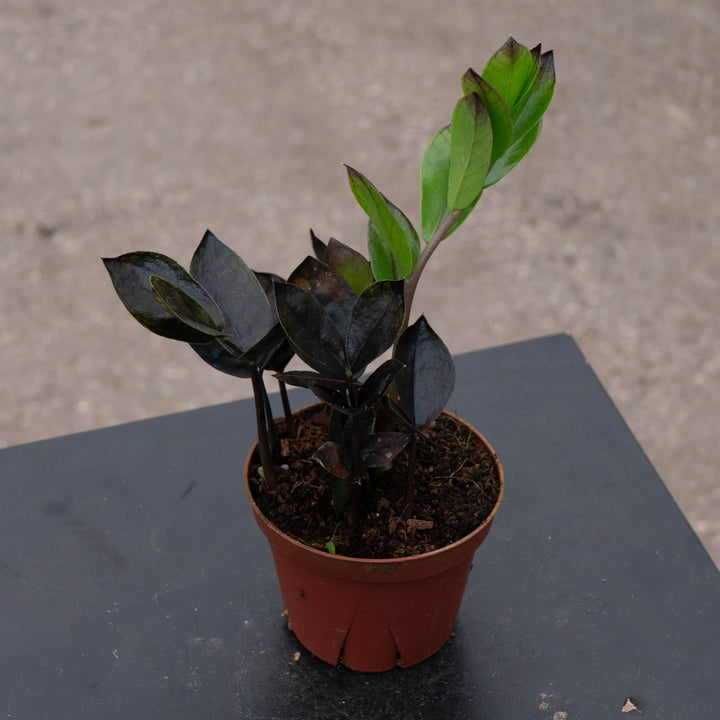 Gabriella Plants Indoor & Outdoor Plants 4" Zamioculcas zamiifolia 'Black Queen'