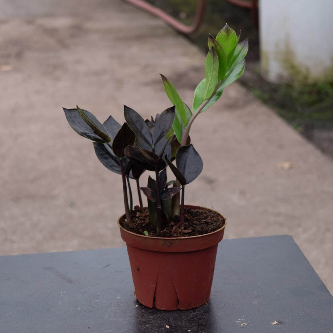 Gabriella Plants Indoor & Outdoor Plants 4" Zamioculcas zamiifolia 'Black Queen'