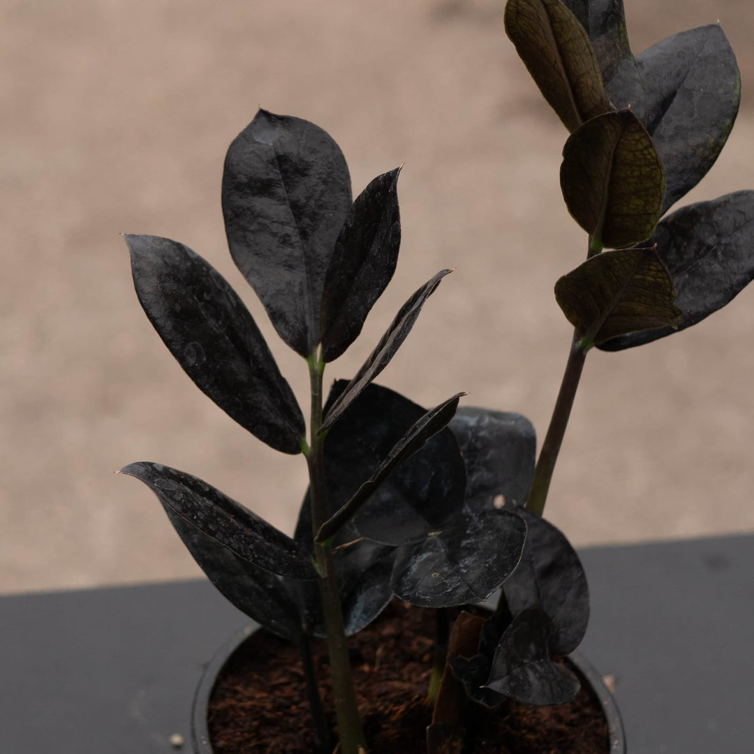 rubber plant vs zz plant Zamioculcas zamiifolia 'Black Queen'