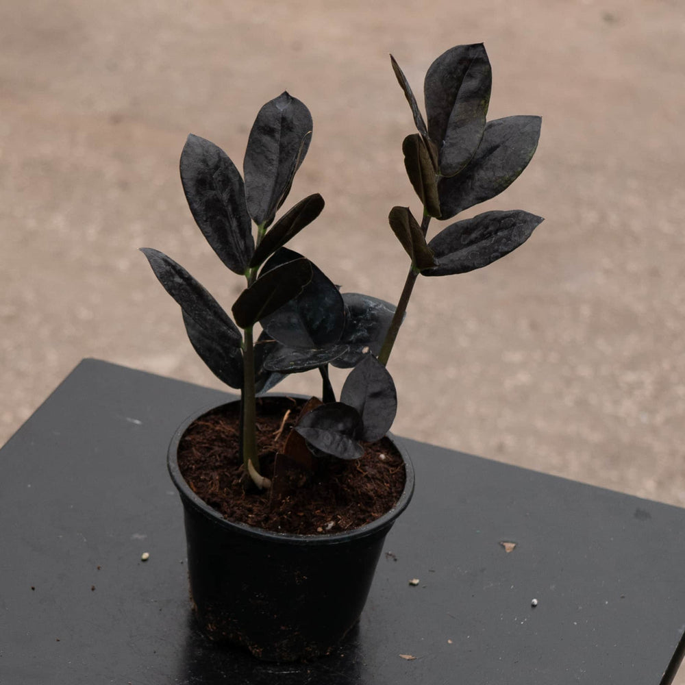 black leaf indoor plant Zamioculcas zamiifolia 'Black Queen'