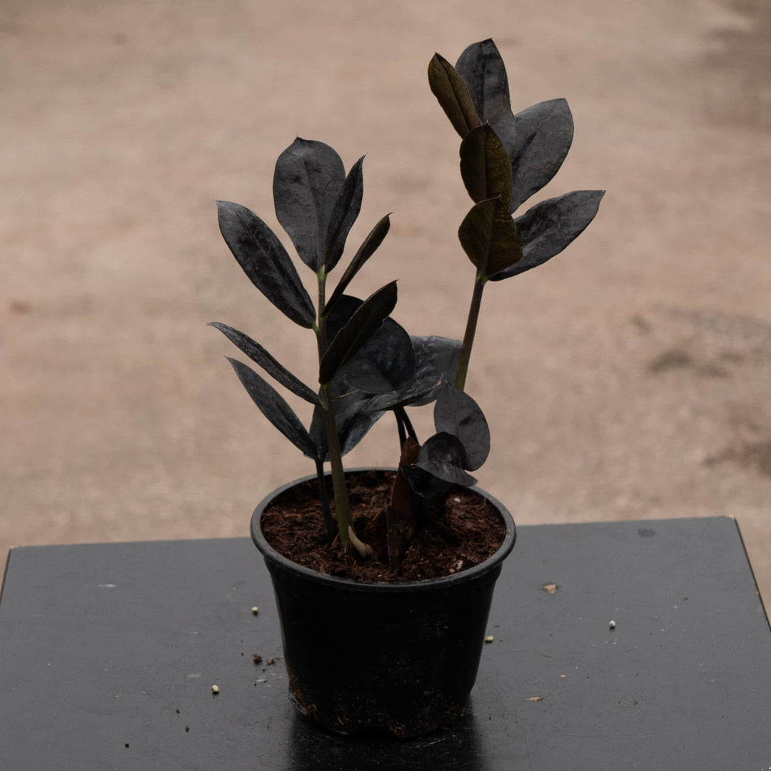 Gabriella Plants Indoor & Outdoor Plants 4" Zamioculcas zamiifolia 'Black Queen'
