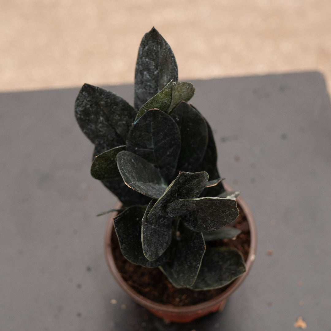 Gabriella Plants Indoor &amp; Outdoor Plants 4" Zamioculcas zamiifolia &
