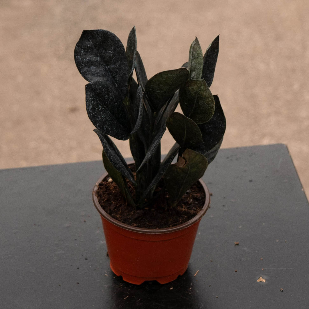 Gabriella Plants Indoor &amp; Outdoor Plants 4" Zamioculcas zamiifolia &