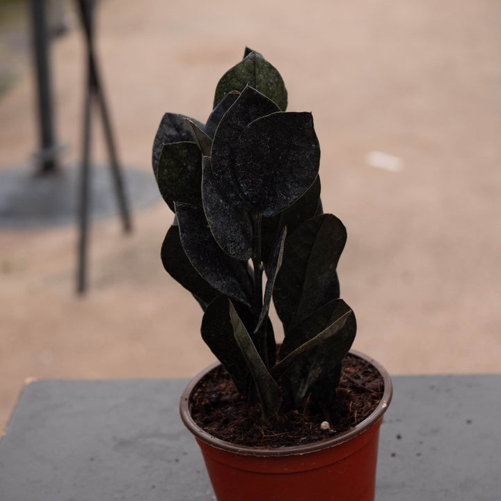 Gabriella Plants Indoor &amp; Outdoor Plants 4" Zamioculcas zamiifolia &
