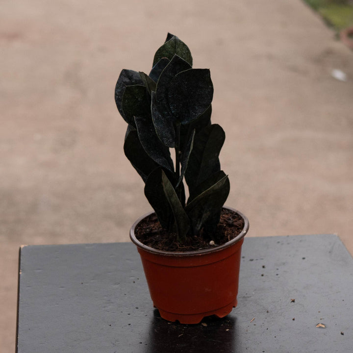 Gabriella Plants Indoor &amp; Outdoor Plants 4" Zamioculcas zamiifolia &
