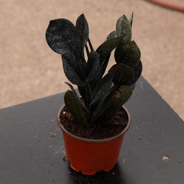 Gabriella Plants Indoor &amp; Outdoor Plants 4" Zamioculcas zamiifolia &