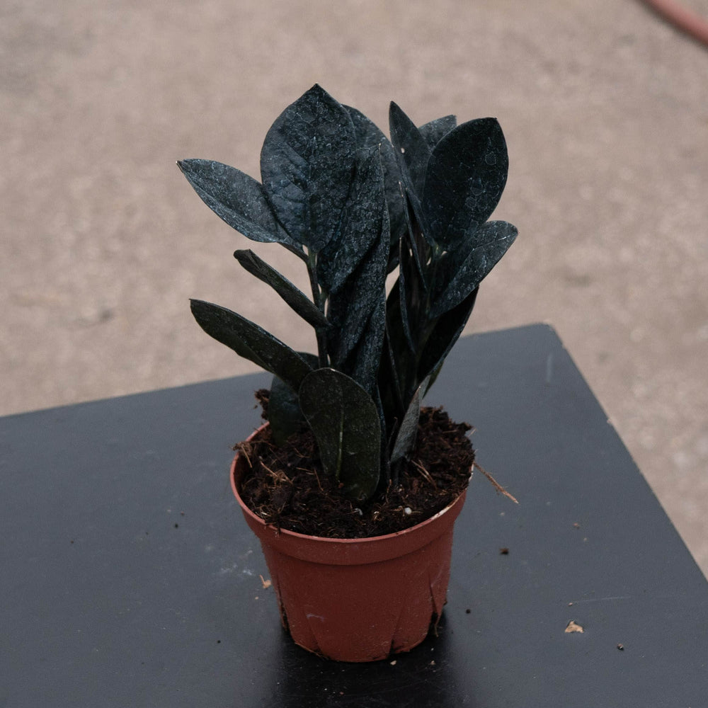 Gabriella Plants Indoor & Outdoor Plants 4" Zamioculcas zamiifolia 'Black Queen'