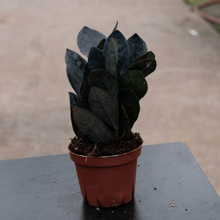 Gabriella Plants Indoor &amp; Outdoor Plants 4" Zamioculcas zamiifolia &
