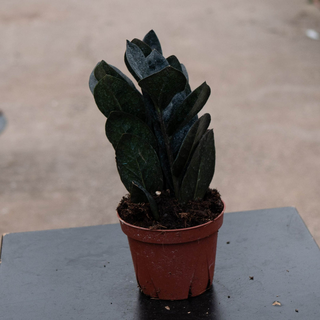 Gabriella Plants Indoor &amp; Outdoor Plants 4" Zamioculcas zamiifolia &