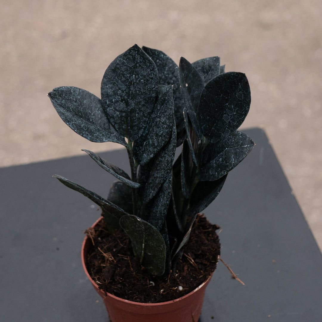 Gabriella Plants Indoor &amp; Outdoor Plants 4" Zamioculcas zamiifolia &
