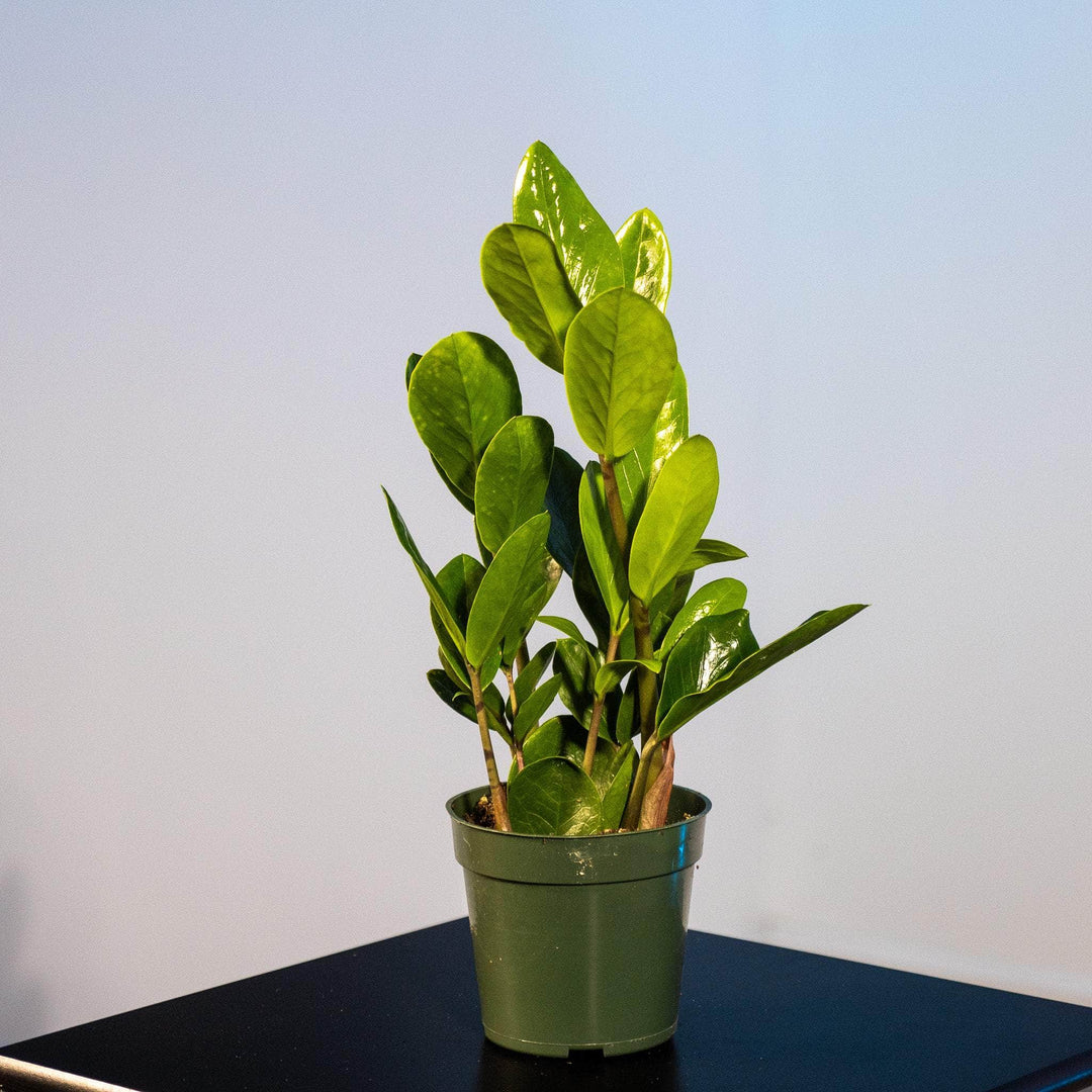 lucky zz plant Zamioculcas zamiifolia 'Lucky'