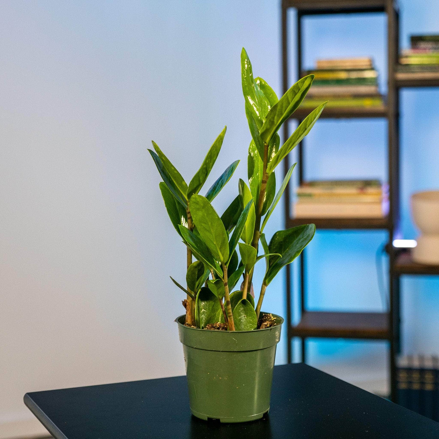 zz plant lucky Zamioculcas zamiifolia 'Lucky'
