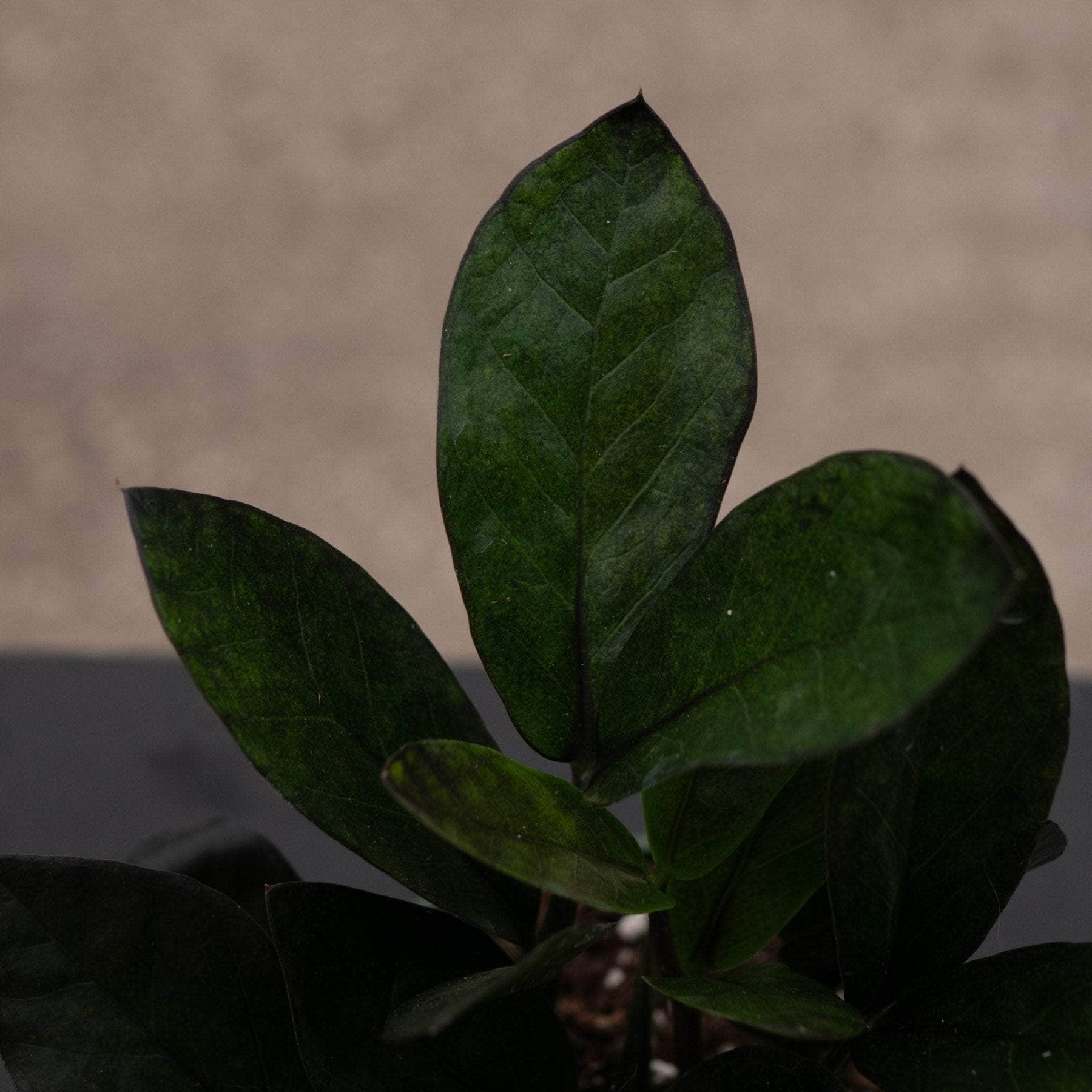 zz plant white spots Zamioculcas zamiifolia 'Nova Star'