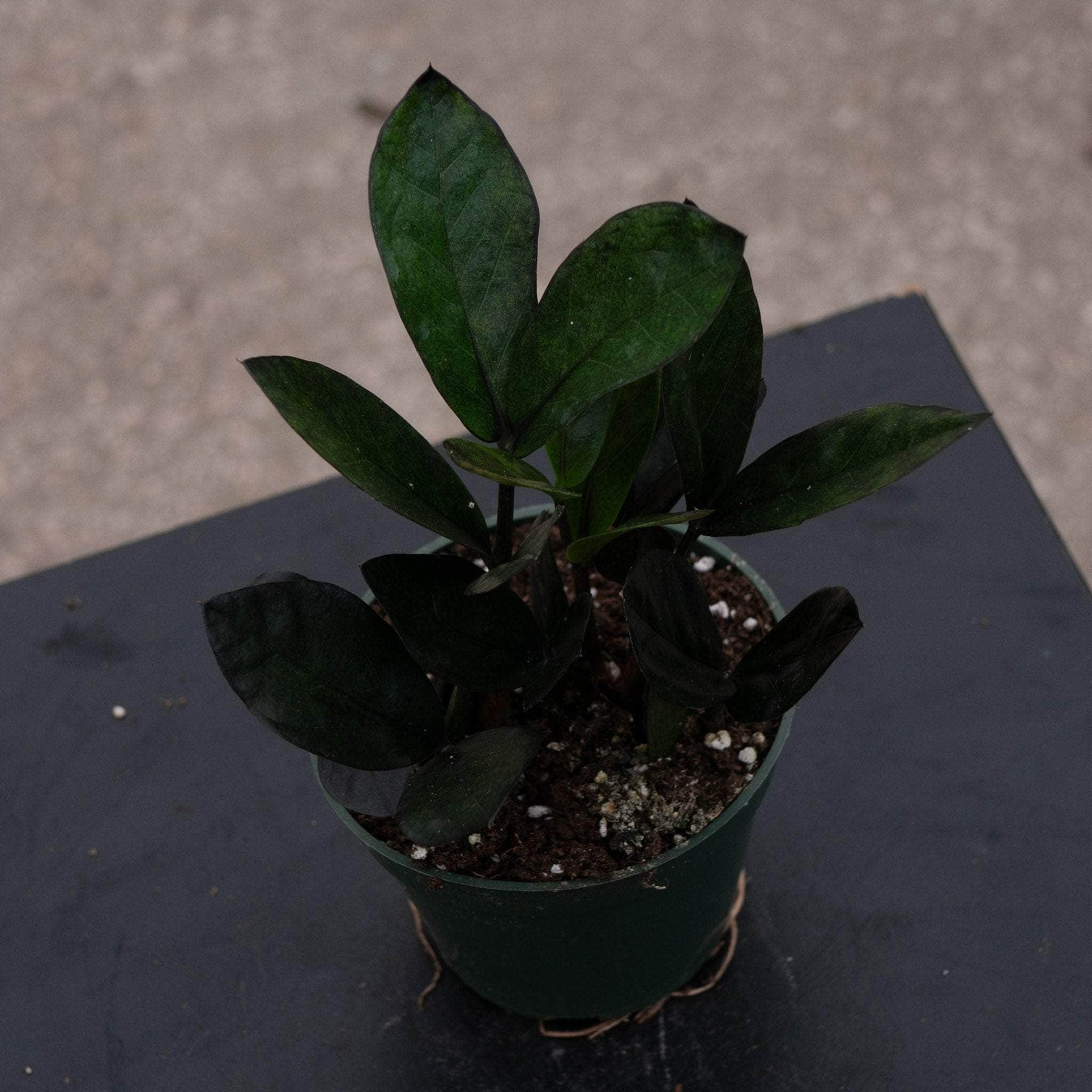 nova star zz plant Zamioculcas zamiifolia 'Nova Star'