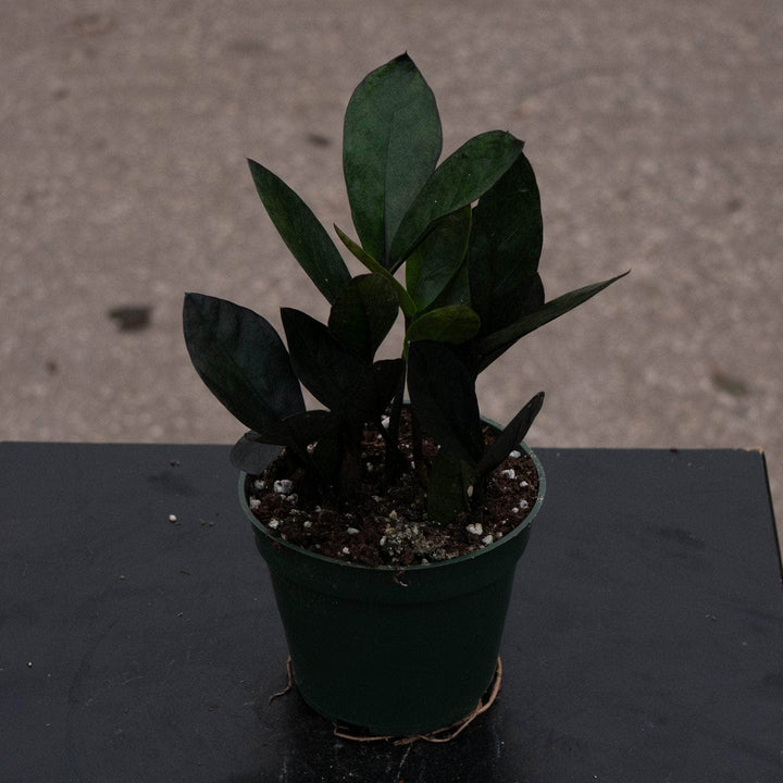 Gabriella Plants Other 4" Zamioculcas zamiifolia 'Nova Star'