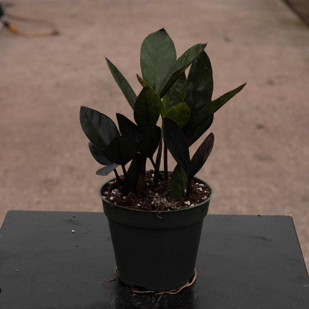stake zz plant Zamioculcas zamiifolia 'Nova Star'
