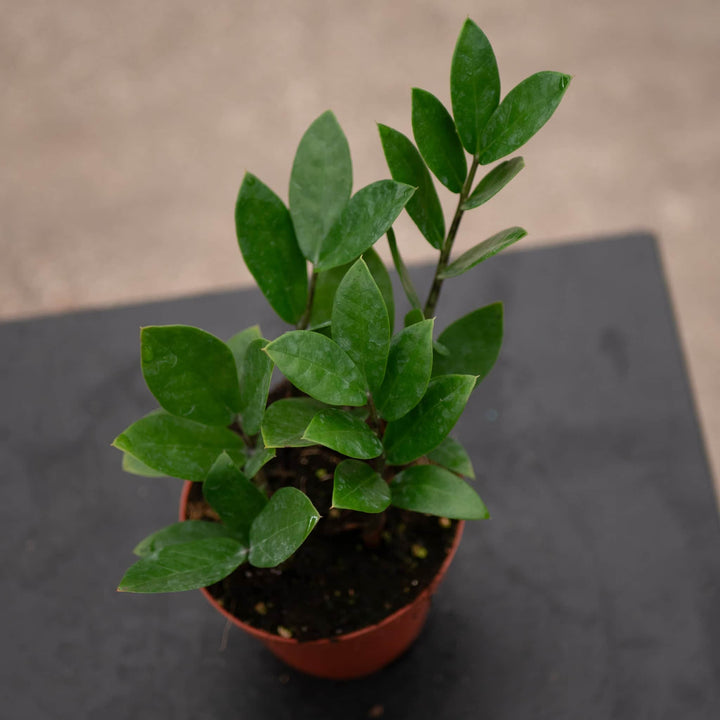 Gabriella Plants Other 4 Zamioculcas zamiifolia 'ZZ Plant'