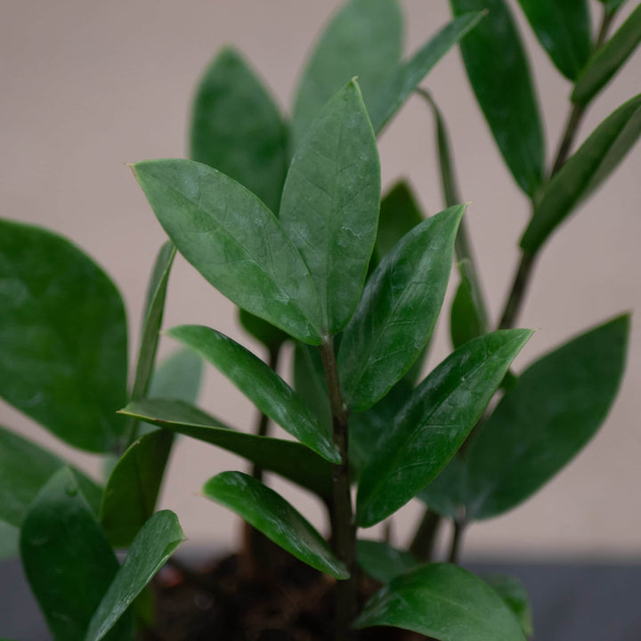 Gabriella Plants Other 4 Zamioculcas zamiifolia 'ZZ Plant'