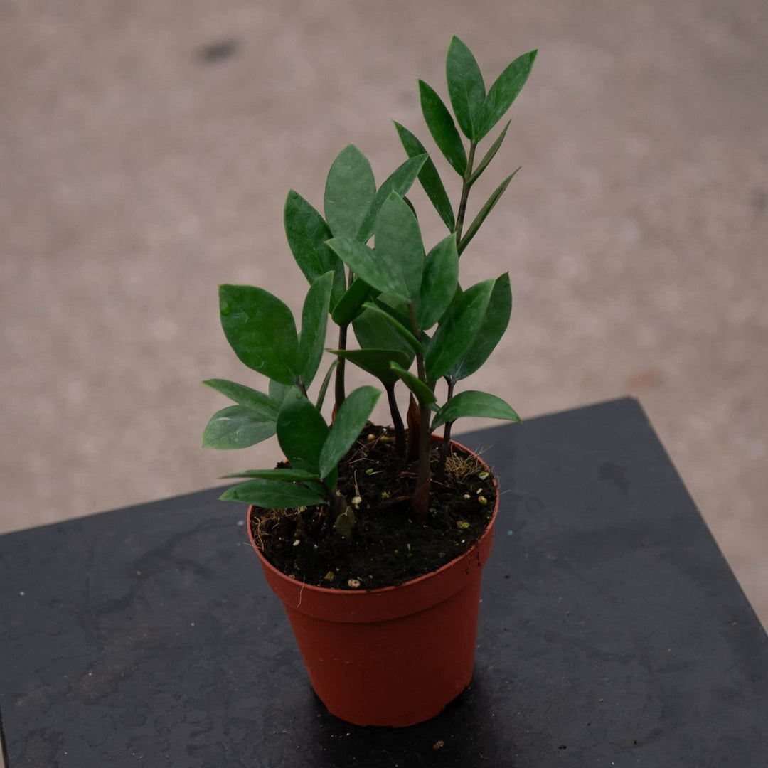 Gabriella Plants Other 4 Zamioculcas zamiifolia 'ZZ Plant'