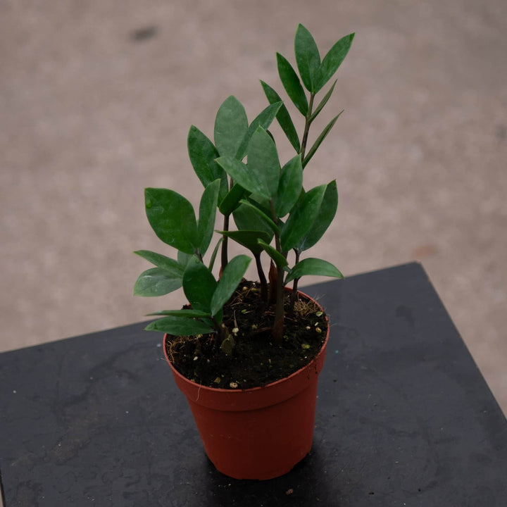 Gabriella Plants Other 4 Zamioculcas zamiifolia 'ZZ Plant'