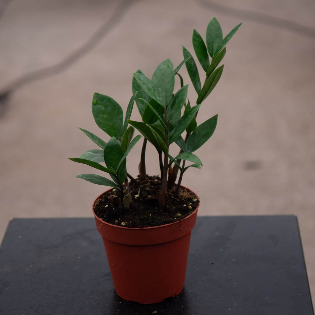 Gabriella Plants Other 4 Zamioculcas zamiifolia 'ZZ Plant'
