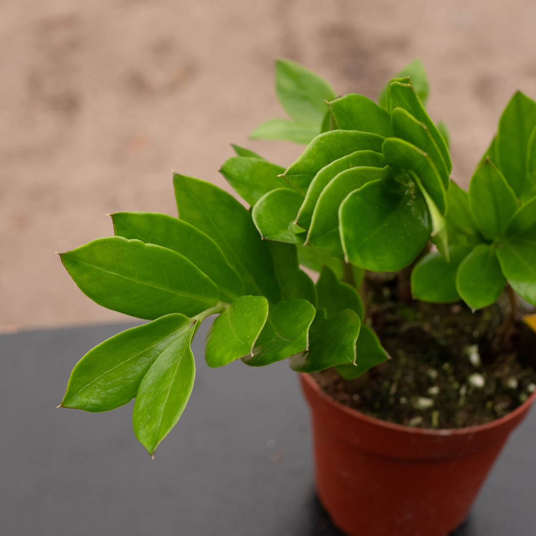 zz plant max height Zamioculcas zamiifolia 'ZZ Plant'