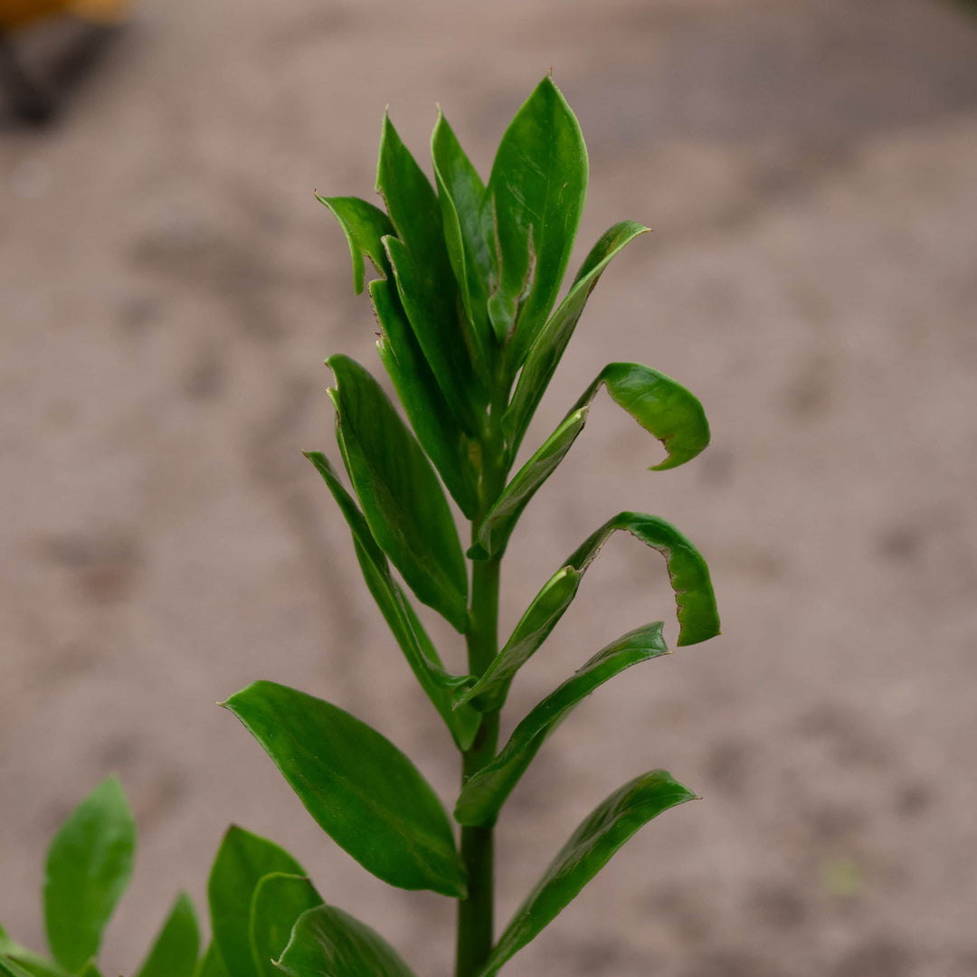 gabriellas plants zz Zamioculcas zamiifolia 'ZZ Plant'