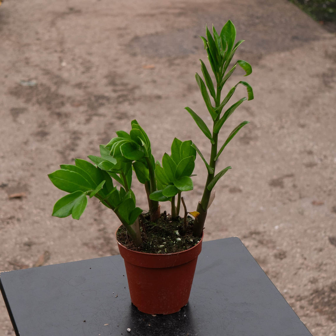 buy small zz plant Zamioculcas zamiifolia 'ZZ Plant'
