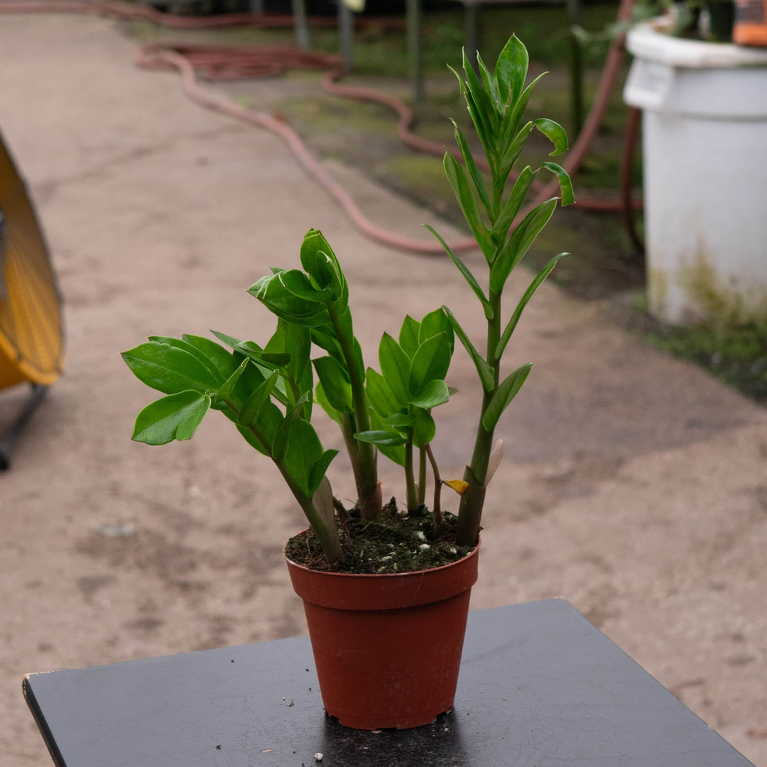 plants similar to zz plant Zamioculcas zamiifolia 'ZZ Plant'