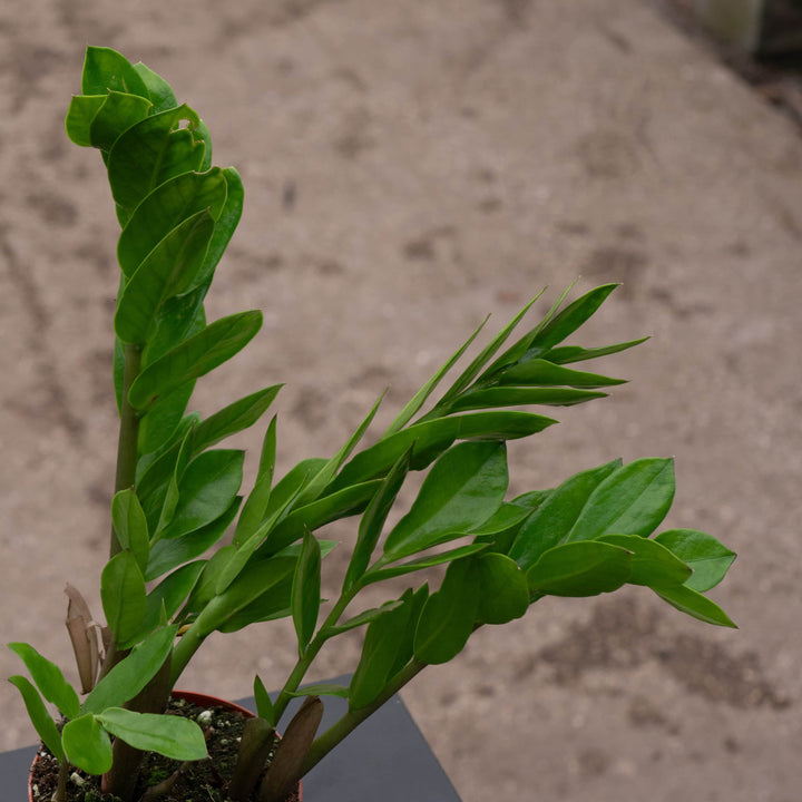 Gabriella Plants Other 4 Zamioculcas zamiifolia 'ZZ Plant'