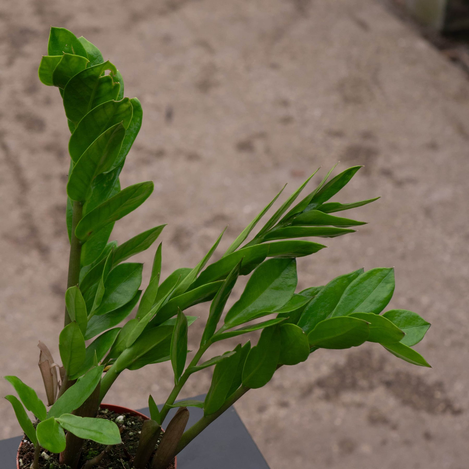 gabriellas plants zz Zamioculcas zamiifolia 'ZZ Plant'