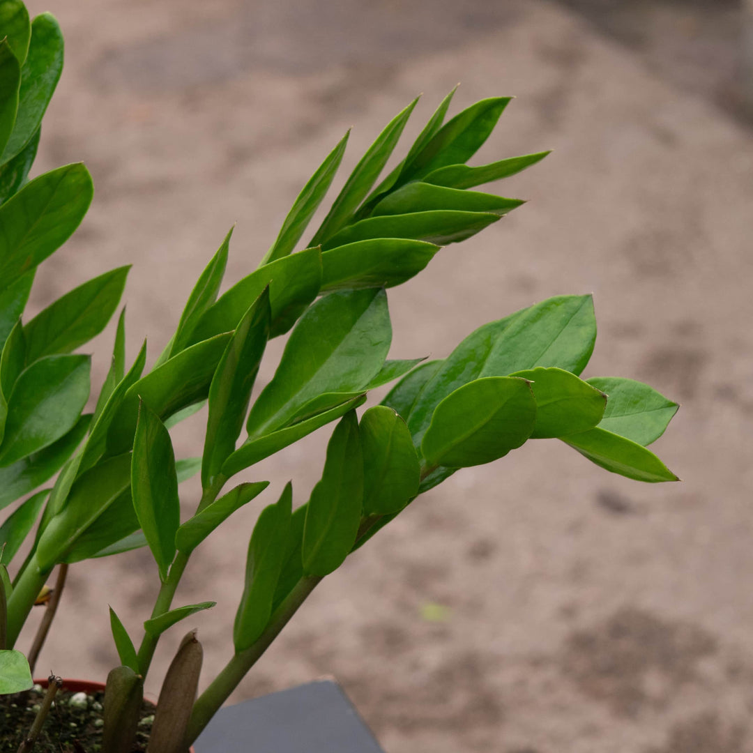 Gabriella Plants Other 4 Zamioculcas zamiifolia 'ZZ Plant'