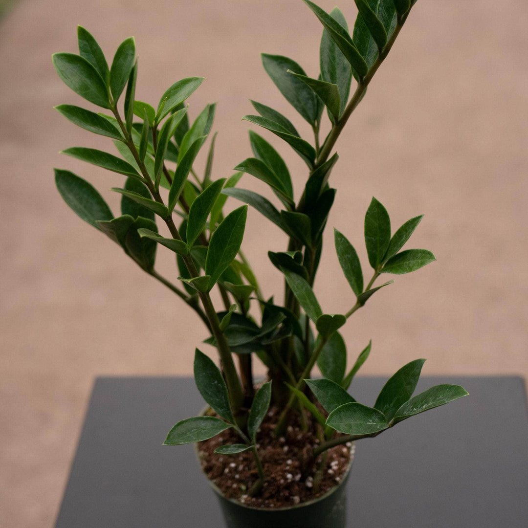 dwart zz plant Zamioculcas zamiifolia 'Dwarf Zamicro'
