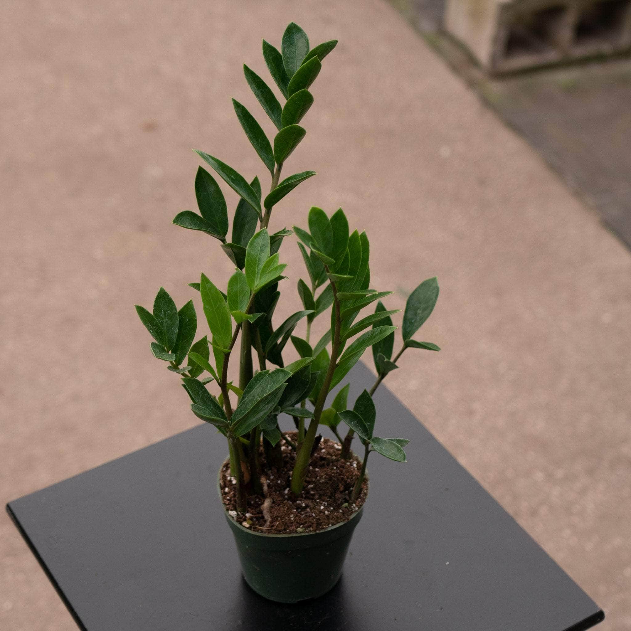 dwarf zz plant care Zamioculcas zamiifolia 'Dwarf Zamicro'