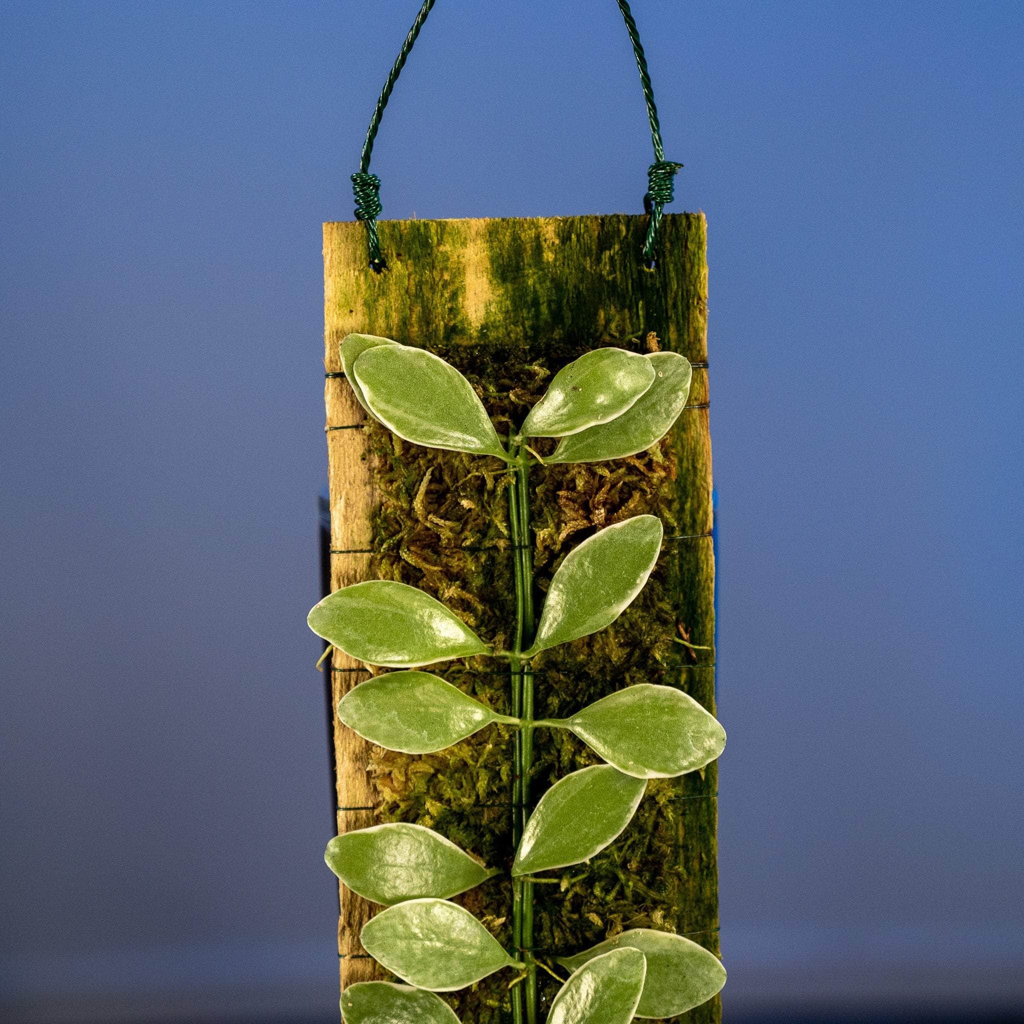 Gabriella Plants Other 1- Dischidia oiantha 'Variegata' Plaque