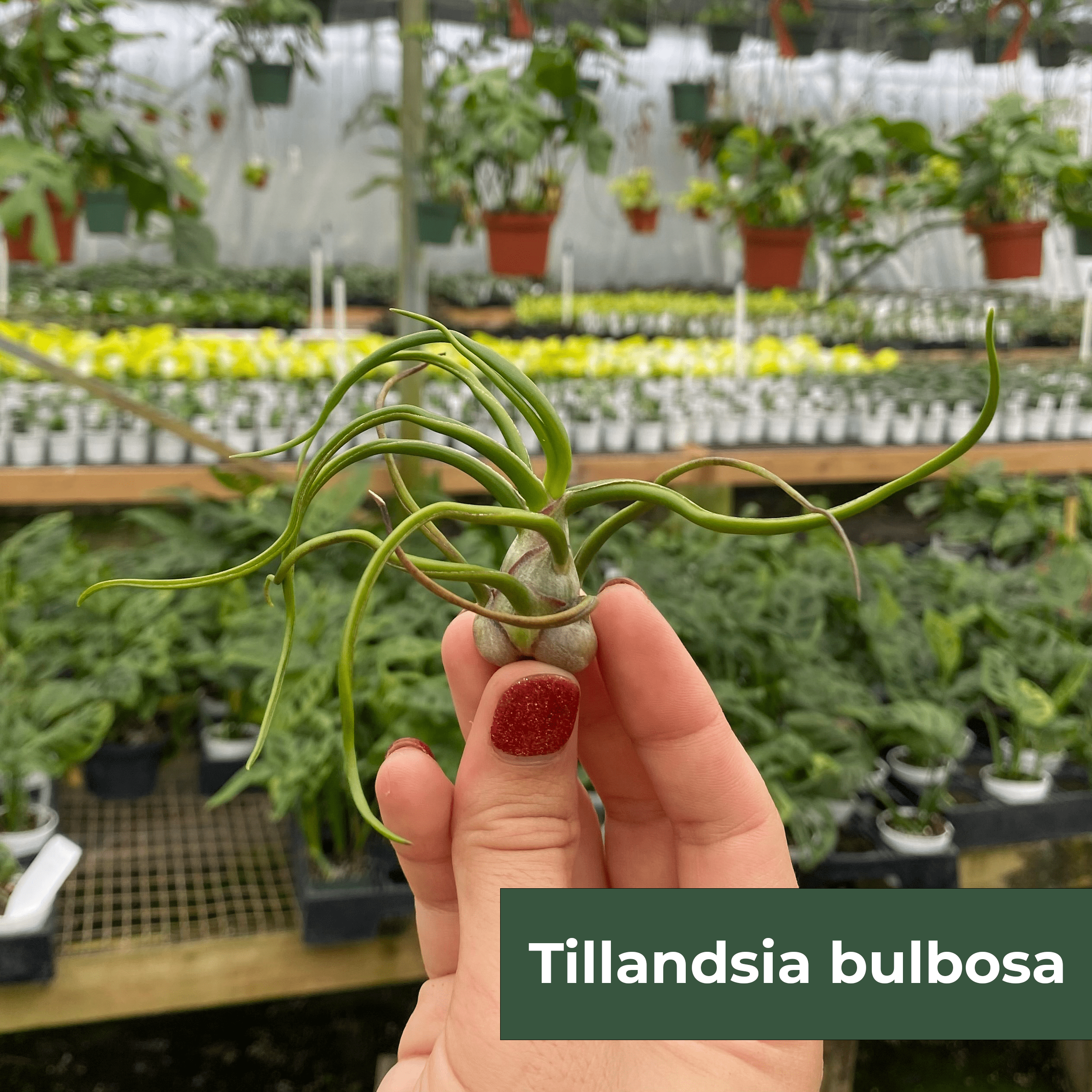 Gabriella Plants Air Plants 1 Tillandsia Assortment - 3-Pack Small