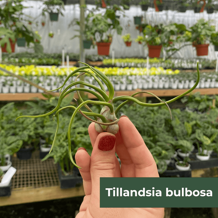 Gabriella Plants Air Plants 1 Tillandsia Assortment - 3-Pack Small