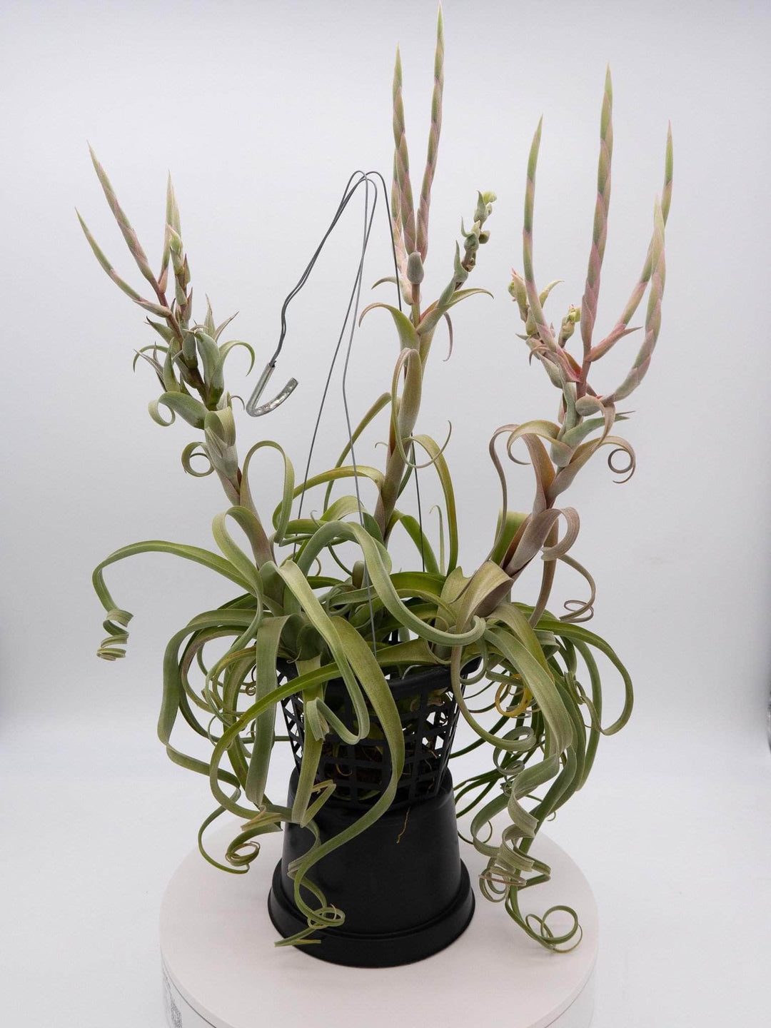 curly slim air plant care Tillandsia 'Curly Slim'