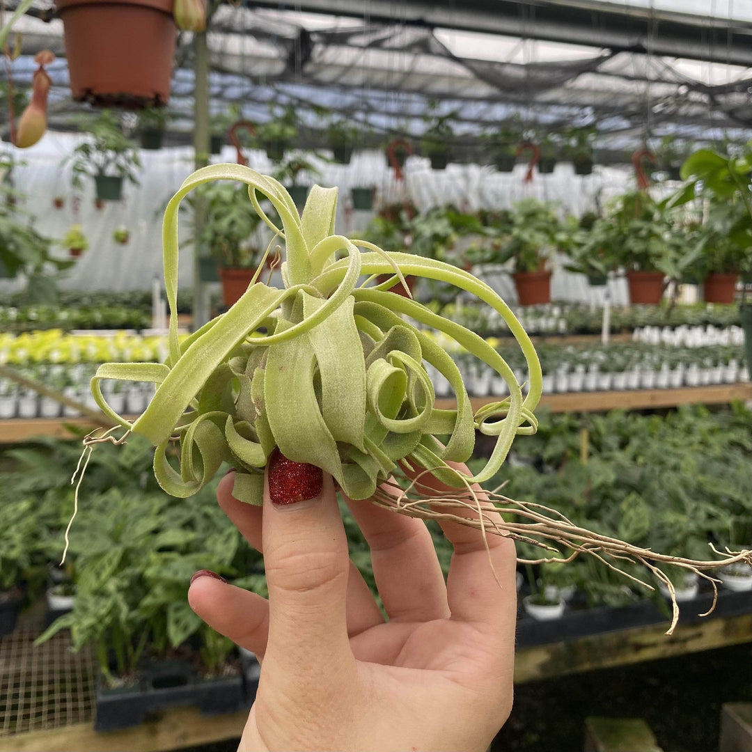 streptophylla air plant Tillandsia streptophylla