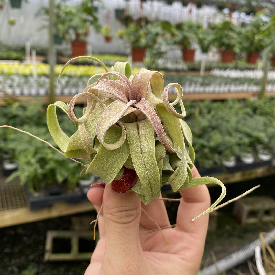 streptophylla air plant Tillandsia streptophylla