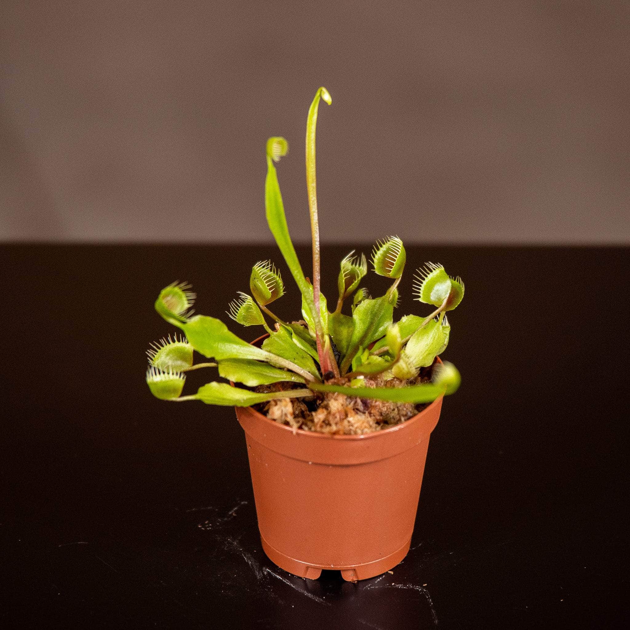 Gabriella Plants Carnivorous 2" Carnivorous Dionaea muscipula ‘Cupped Trap’ “Venus Fly Trap”