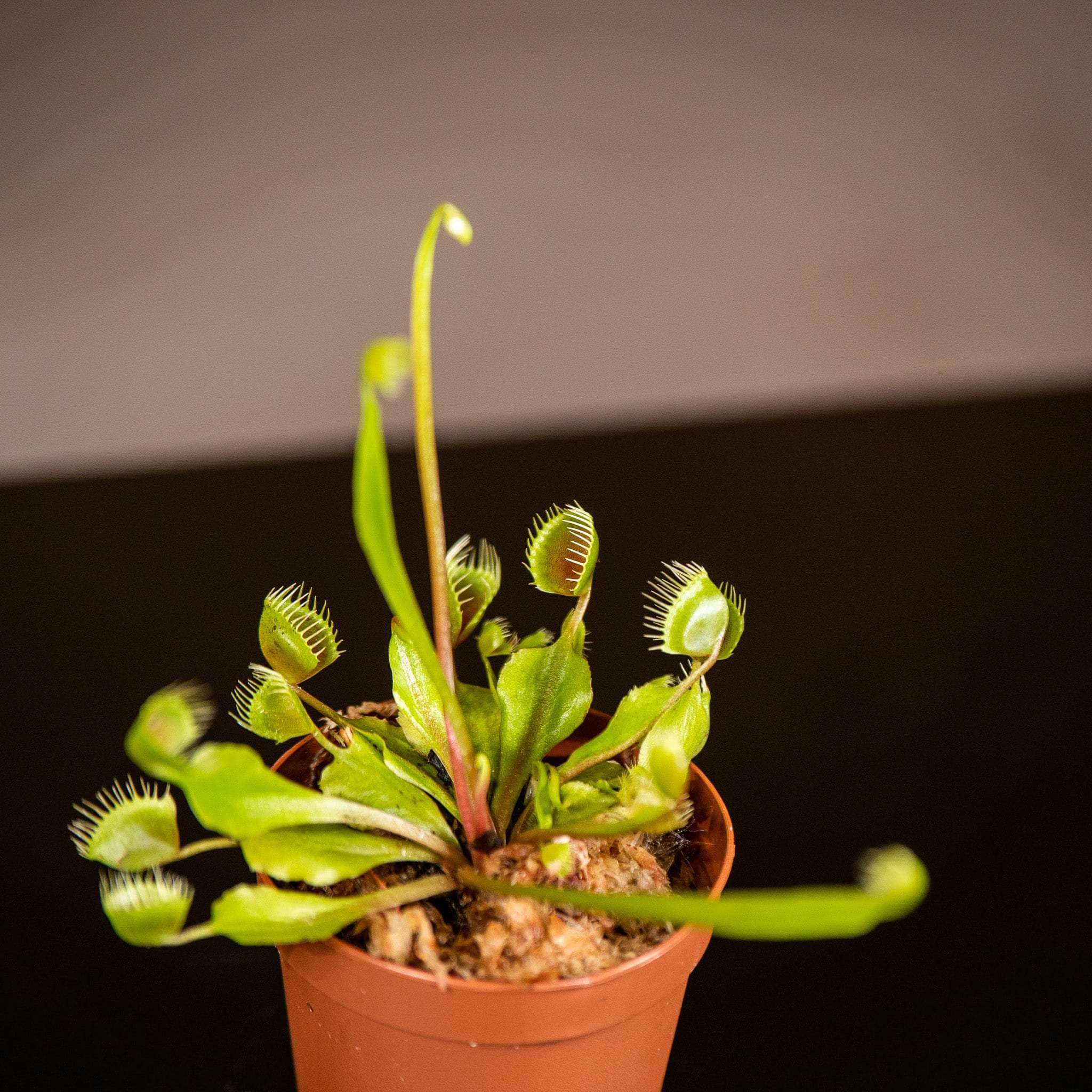 Gabriella Plants Carnivorous 2" Carnivorous Dionaea muscipula ‘Cupped Trap’ “Venus Fly Trap”